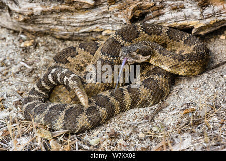 Northern Pacific Rattlesnake (Crotalus viridis oreganus) San Jose, California, USA, April. Stock Photo