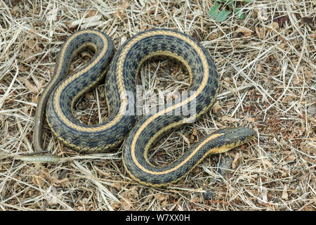 Pacific Coast Aquatic Garter Snake (Thamnophis atratus atratus) Point Reyes, California, USA, April.