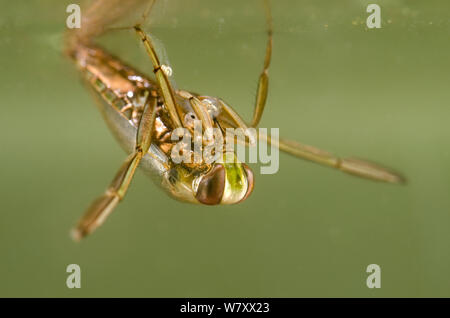 Backswimmer (Notonecta glauca) feeding on phantom midge larva, Europe, February, controlled conditions. Stock Photo