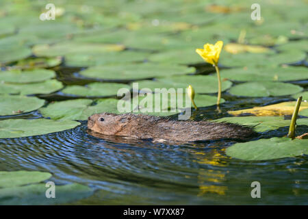 Water Vole (Arvicola terrestris) foraging for Yellow water lily leaves (Nuphar lutea) among flowering lily pads in a small lake, Cornwall, UK, June. Stock Photo