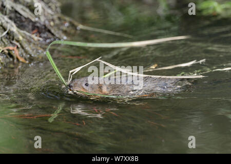 Female Water Vole (Arvicola terrestris) swimming to its nest with a mouthful of grasses, Wiltshire stream, UK, June. Stock Photo