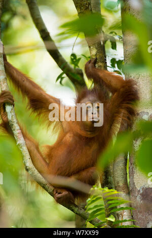 Young Bornean orangutan (Pongo pygmaeus) in trees Tanjung Puting National Park, Borneo-Kalimatan, Indonesia, endangered species. Stock Photo