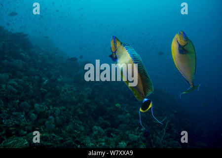 Bignose Unicornfish (Naso vlamingii) courting pair, Komodo National Park, Indonesia. Stock Photo