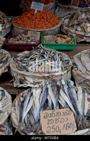 Dried fish for sale at market, Pettah, Colombo, Sri Lanka. Stock Photo