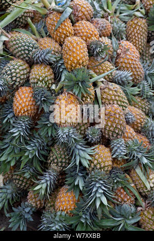 Pineapples for sale at market, Pettah, Colombo, Sri Lanka. Stock Photo