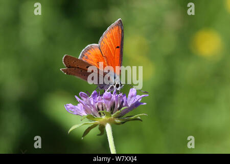 Purple-edged copper butterfly (Lycaena hippothoe) on Field scabious (Knautia arvensis) flower, France, July. Stock Photo