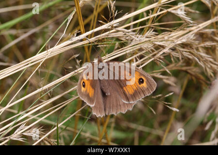 Meadow brown butterfly (Maniola jurtina) sunning. Surrey, England, August. Stock Photo