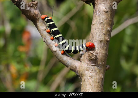 Giant grey sphinx moth (Pseudosphinx tetrio) caterpillar on Frangipani branch. Tobago, West Indies. Stock Photo