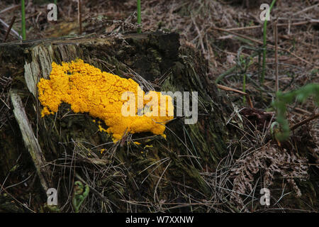 Yellow slime mould (Fuligo septica) growing on a rotting pine stump, Surrey, England, April. Stock Photo