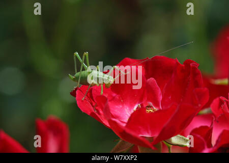 Speckled bush cricket (Leptophyes punctatissima) nymph on red rose. Surrey, England, July. Stock Photo