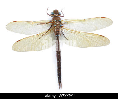 Brown hawker dragonfly (Aeshna grandis) Surrey, England. Stock Photo