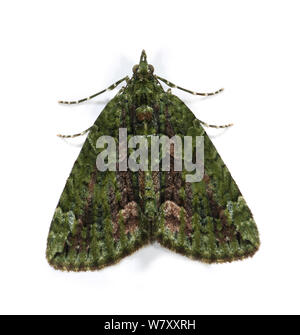 Red-green carpet moth (Chloroclysta siterata) Surrey, England, November. Stock Photo