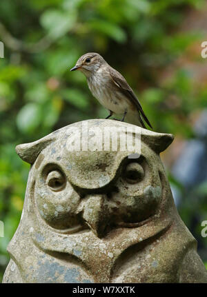 Spotted flycatcher (Muscicapa striata) perched on stone owl. Surrey, England, June. Stock Photo