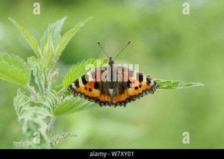 Small tortoiseshell butterfly (Aglais urticae) laying eggs on nettle leaf. Surrey, England, July. Stock Photo