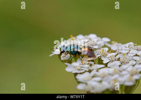 Ruby-tailed wasp (Chrysis ignita) feeding on Yarrow (Achillea millefolium) Surrey, England, July. Stock Photo