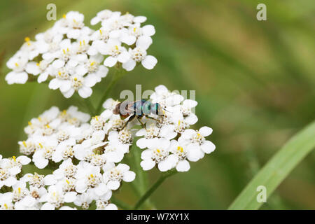 Ruby-tailed wasp (Chrysis ignita) feeding on Yarrow (Achillea millefolium) Surrey, England, July. Stock Photo