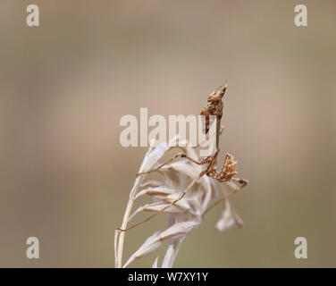 Cone-head mantis (Empusa fasciata) nymph, Bulgaria, July. Stock Photo