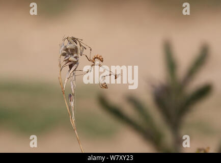 Cone-head mantis (Empusa fasciata) nymph, Bulgaria, July. Stock Photo