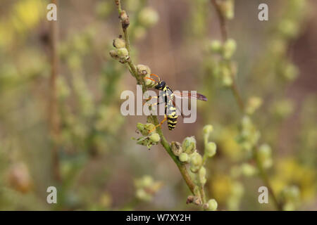 Paper wasp (Polistes dominula) worker, Bulgaria, July. Stock Photo