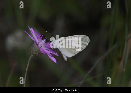 Wood white butterfly (Leptidea sinapis) Bulgaria, July. Stock Photo