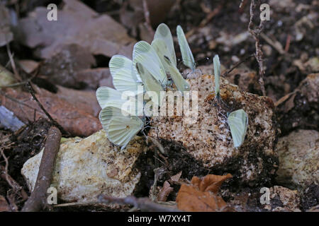 Wood white butterflies (Leptidea sinapis) at &#39;salt lick&#39; beside a woodland stream, Bulgaria, July. Stock Photo