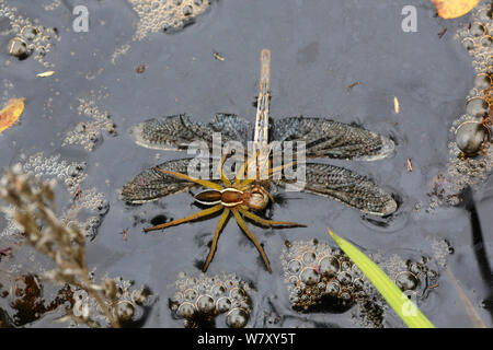 Raft spider (Dolomedes fimbriatus) female feeding on drowned dragonfly. Surrey, England, September. Stock Photo