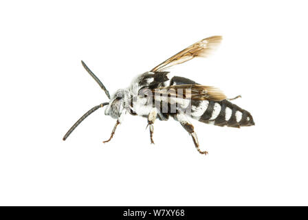 Cuckoo bee (Thyreus sp) a cleptoparasite of other species of bees, Central Coastal Plain, Israel, June. meetyourneighbours.net project Stock Photo