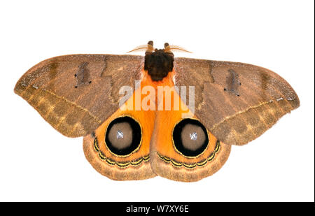 Moth (Automeris sp) with wings open showing eye spots, Province Loja ...