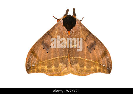 Moth (Automeris sp) sequence, wings open revealing warning eyespots ...