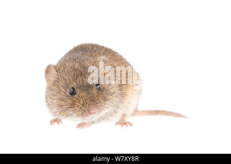 Common vole (Microtus arvalis) adult, October, The Netherlands, Meetyourneighbours.net project Stock Photo