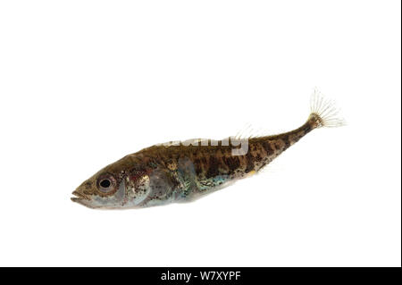 Three-spined Stickleback (Gasterosteus aculeatus), Unterjeckenbach, Rhineland-Palatinate, Germany, June. meetyourneighbours.net project Stock Photo