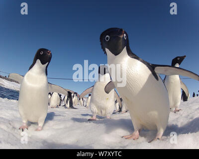 Adelie penguin (Pygoscelis adeliae) close up portrait, Antarctica. Stock Photo