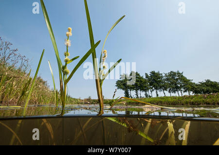European bur-reed (Sparganium emersum) in flower, central Holland. July. Stock Photo