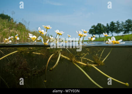 Common water crowfoot (Ranunculus aquatilis), North Holland. July. Stock Photo