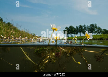 Common water crowfoot (Ranunculus aquatilis) North Holland. July. Stock Photo