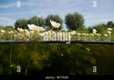 Common water crowfoot (Ranunculus aquatilis) Rotterdam, Holland. August. Stock Photo