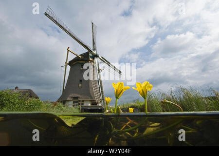 Windmill with Fringed waterlily (Nymphoides peltata) Naardermeer bog lake, Holland. aug 2008. Stock Photo