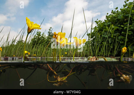 Fringed Waterlily (Nymphoides peltata) Naardermeer  bog lake, Holland. August. Stock Photo