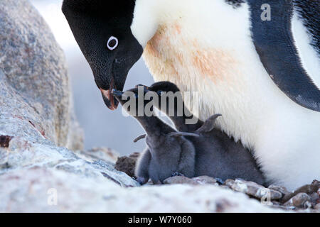 Adelie penguin (Pygoscelis adeliae) with two chicks begging for food, Antarctica. Stock Photo