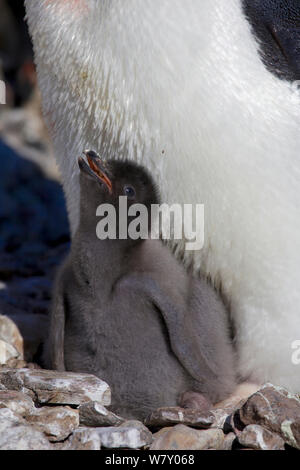 Adelie penguin (Pygoscelis adeliae) with one chick begging for food, Antarctica. Stock Photo