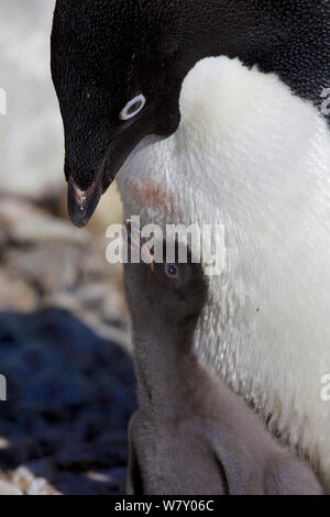 Adelie penguin (Pygoscelis adeliae) with one chick begging for food, Antarctica. Stock Photo