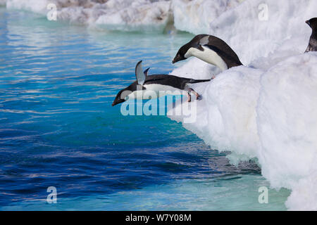 Adelie penguins (Pygoscelis adeliae) diving into sea, Antarctica. Stock Photo