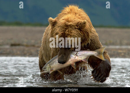 Grizzly bear (Ursus arctos horribilis) carrying Chum salmon (Oncorhynchus keta) Katmai National Park, Alaska, USA, August.