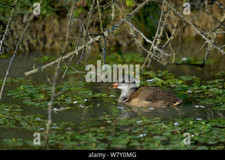 Young Common moorhen (Gallinula chloropus) on water, Breton Marsh, France, June. Stock Photo