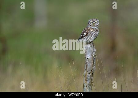 Little owl (Athene noctua) on a pole, Breton Marsh, France Stock Photo