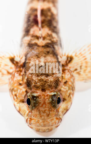 Rock goby (Gobius paganellus) portrait. Brittany, France, January. Stock Photo
