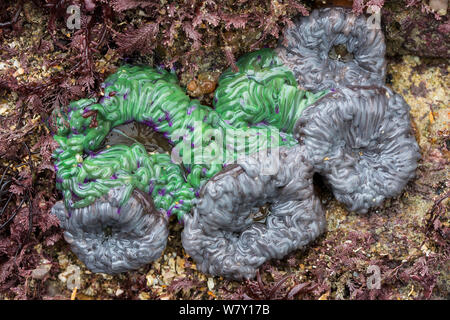 Beadlet anemone Actinia equina Actiniidae close up showing the row of ...