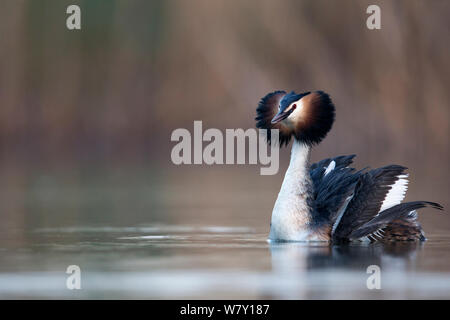 Great crested grebe (Podiceps cristatus) fluffing up its feathers, during courtship dance, whilst its mate dives underwater, The Netherlands. April. Stock Photo