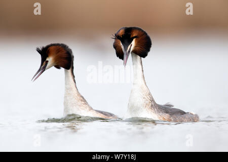 Great crested grebe (Podiceps cristatus) pair swimming fast and mimicking each others head shaking during the courtship dance. The Netherlands. April. Stock Photo