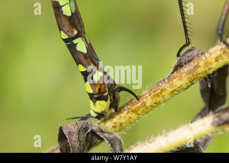 Southern Hawker dragonfly laying eggs, macro close-up of ovipositing, ovipositor, Aeshna cyanea, injecting eggs into stem of Water Forget-me-not. Stock Photo